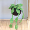 Felt Ivy Kokedama - Hanging plant