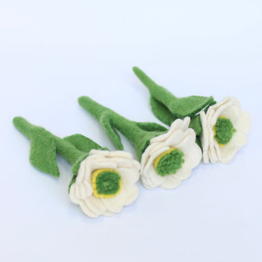 White meadowcup flower and sets