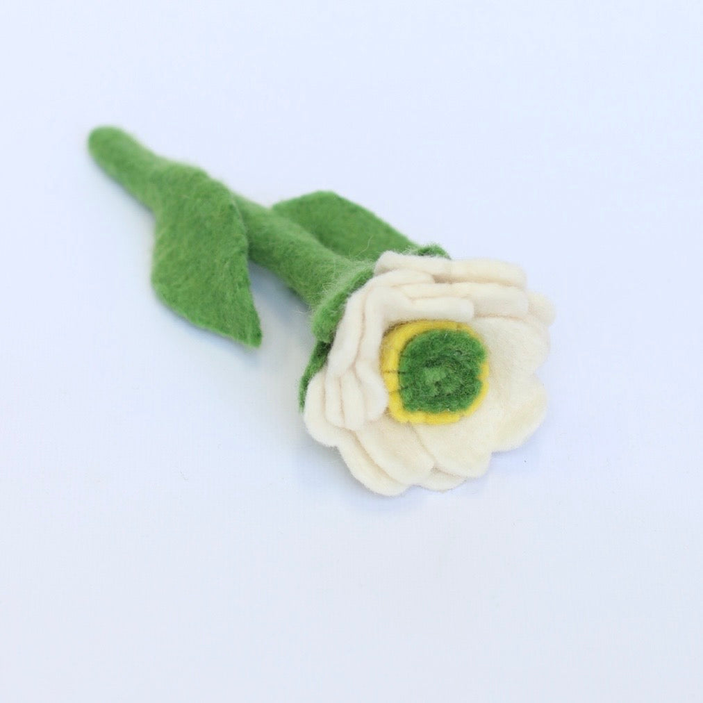White meadowcup flower and sets