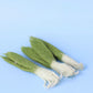 Papoose Mini white radish set of three